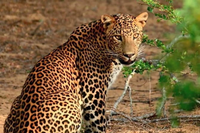 Yala National Park Private Jeep Safari From Colombo & Negombo - Booking details and cancellation terms