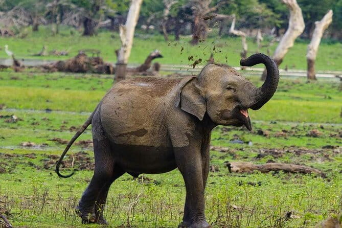 Yala National Park Private Jeep Safari From Colombo & Negombo - Tissamaharama, the last practical stop