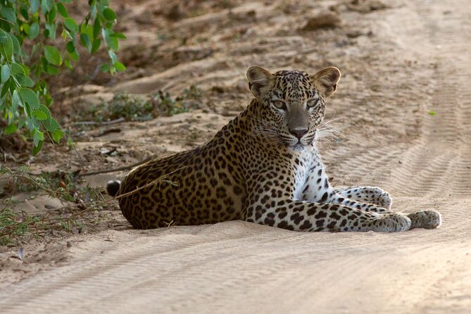 Yala National Park Private Safari - Key points to know before you book