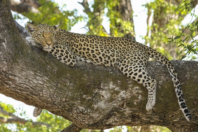 Yala National Park Private Safari - The 2:30 pm safari and the full-day choice