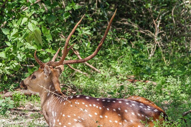 Yala National Park Private Safari - Pickup, meeting point, and the details that cause confusion