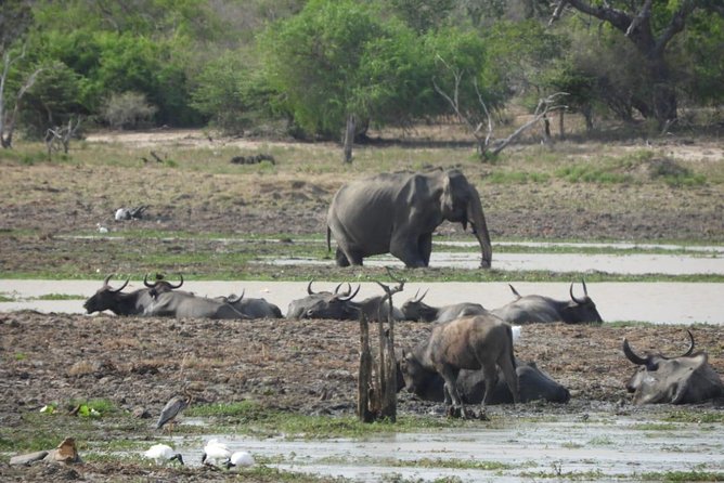 Yala National Park Private Safari - What the guide adds to the experience
