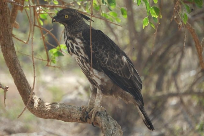 Yala National Park Private Safari - What to bring and how to set expectations