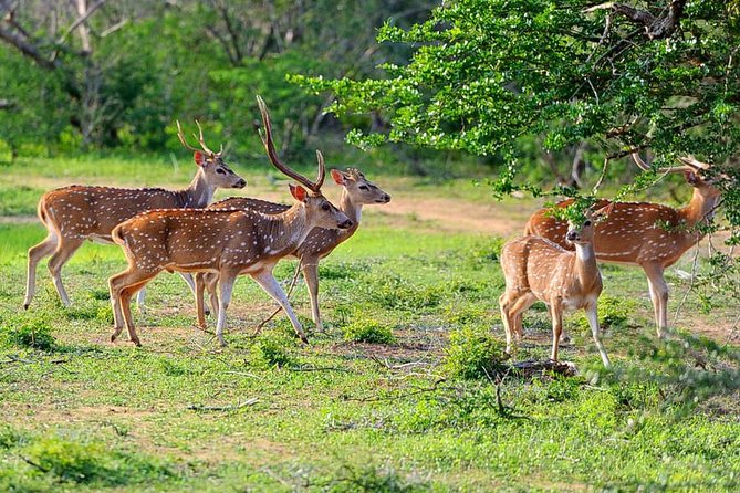 Yala National Park Private Safari (All Inclusive) From Mirissa - Leaving Mirissa at 4:00 am