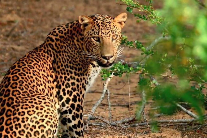 Yala National Park Private Safari trip from Galle/Unawatuna/Mirissa - What the $200 price really covers
