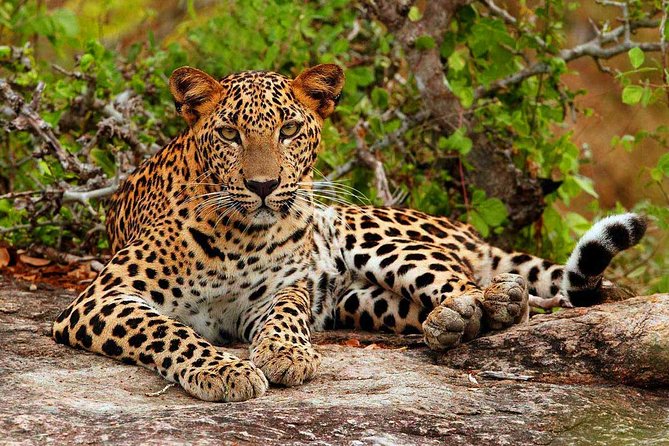 Yala National Park Private Safari trip from Galle/Unawatuna/Mirissa - Inside Yala National Park for nearly four hours