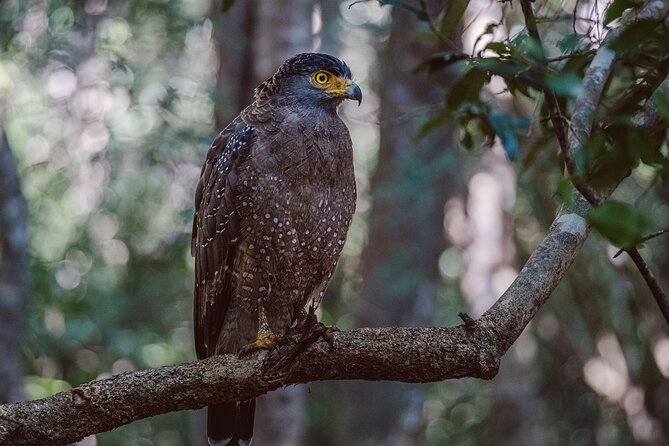 Yala National Park Private Safari - From forest to lagoon in a soft-top 4x4