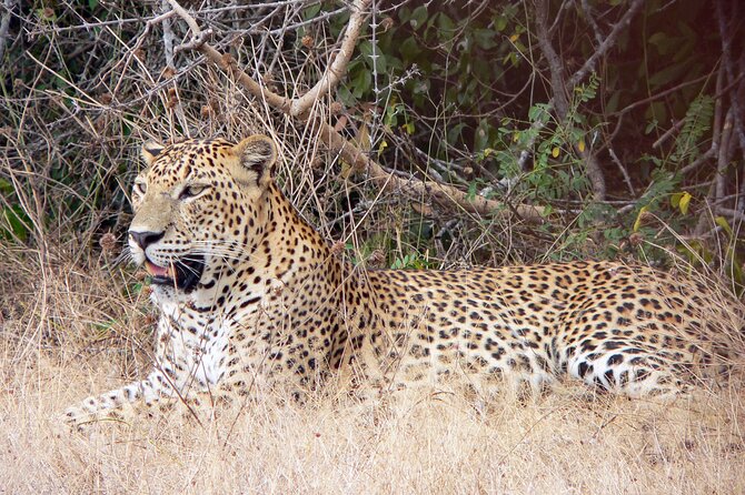 Yala National Park Safari from Bentota - Key points at a glance