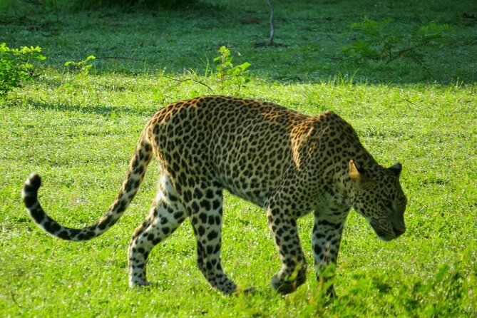 Yala National Park Safari from Bentota - Dry weather can change the animal count