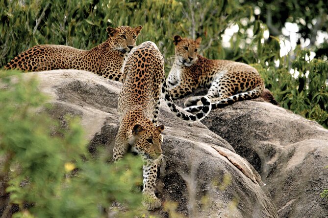 Yala National Park Safari from Bentota - Bentota adds a pleasant before-and-after contrast