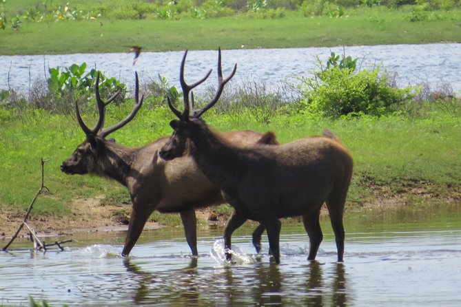 Yala National Park Safari from Bentota - The private setup matters