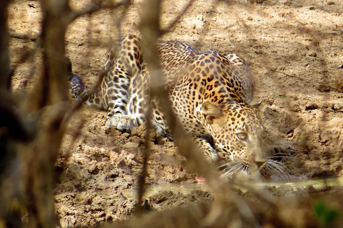 Yala National Park Safari from Bentota - How to judge the three-hour safari