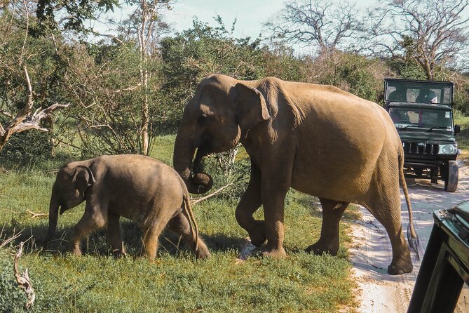 Yala National Park Safari from Bentota - What to bring and what to arrange