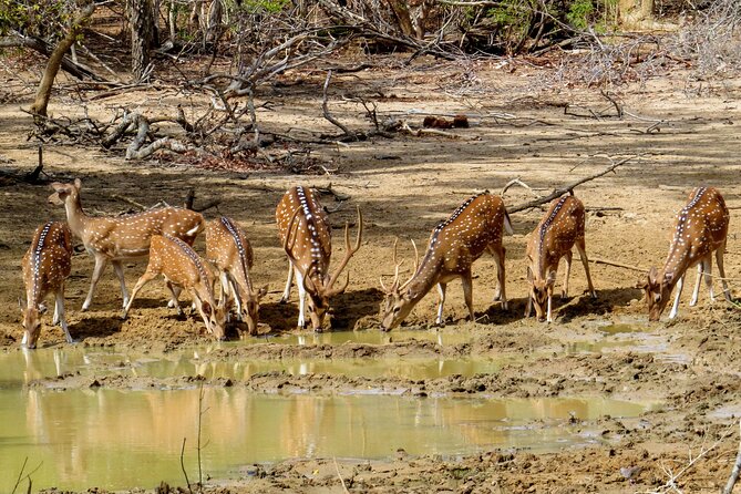 Yala National Park Safari from Bentota - What the $172 price really covers