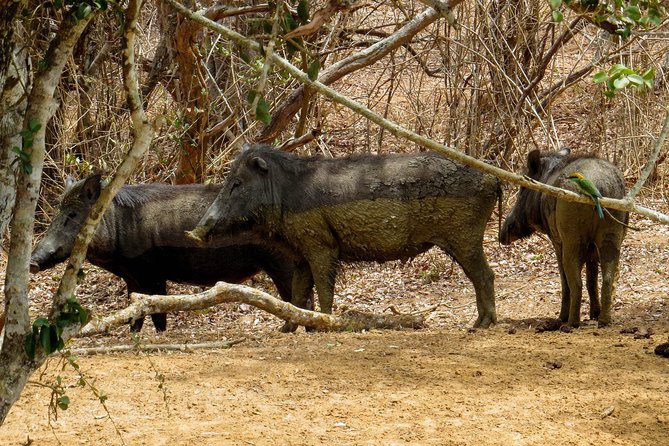 Yala National Park Safari from Galle - Key points to know before booking