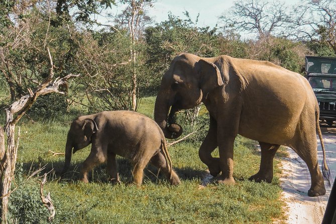 Yala National Park Safari from Galle - Why this Yala trip works from Galle