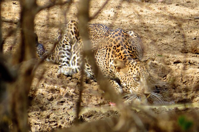 Yala National Park Safari from Galle - Arriving at Yala around 2:00 pm