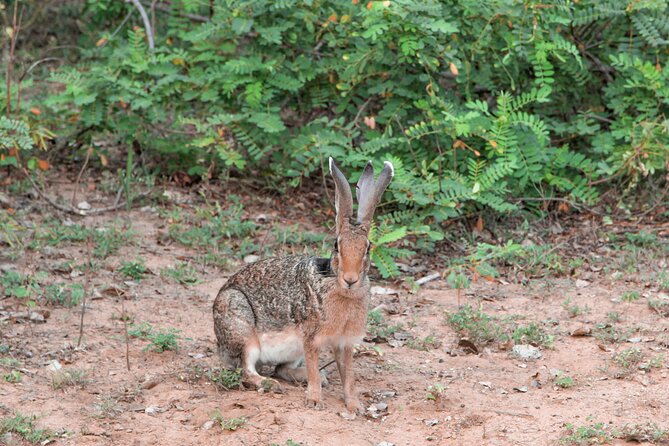 Yala National Park Safari from Galle - What you may see inside Yala National Park