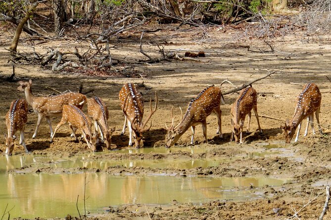 Yala National Park Safari from Galle - Returning to Galle around 9:00 pm