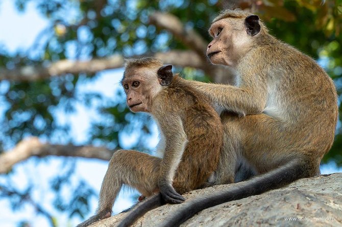 Yala National Park Safari from Galle - The road to Yala and the value of private transport