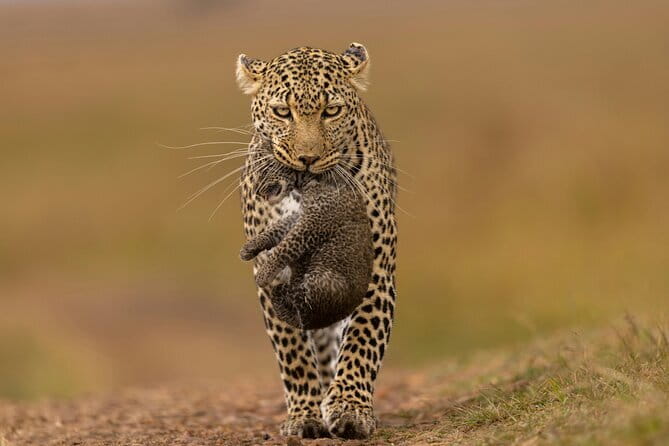 Yala National Park Safari from Hambantota port (Shore Excursion) - Key points to know before booking