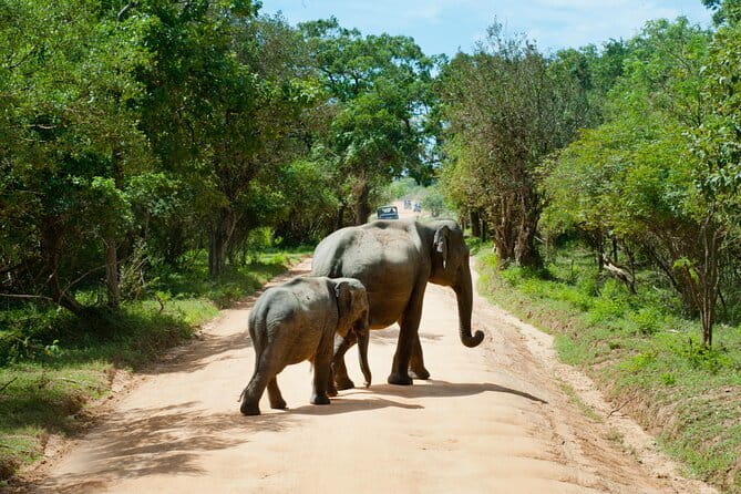 Yala National Park Safari from Hambantota port (Shore Excursion) - From Hambantota port to Yala’s wild side
