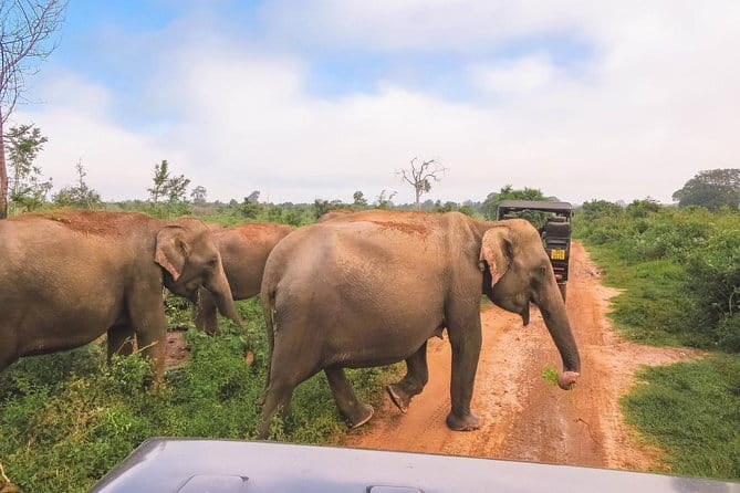 Yala National Park Safari from Hambantota port (Shore Excursion) - The $45 price is not the final cost