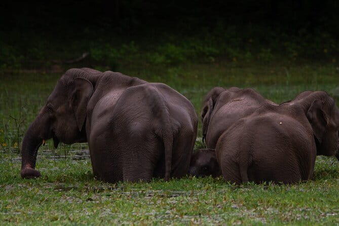 Yala National Park Safari from Hambantota port (Shore Excursion) - How the timing affects a cruise day