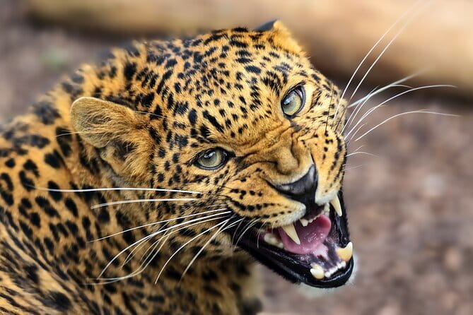 Yala National Park Safari from Hambantota port (Shore Excursion) - Comfort, food, and practical details