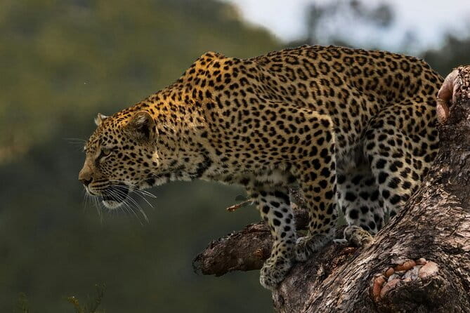Yala National Park Safari |From Hambantota Port (Shore Excursion) - Four hours on Yala’s rough tracks