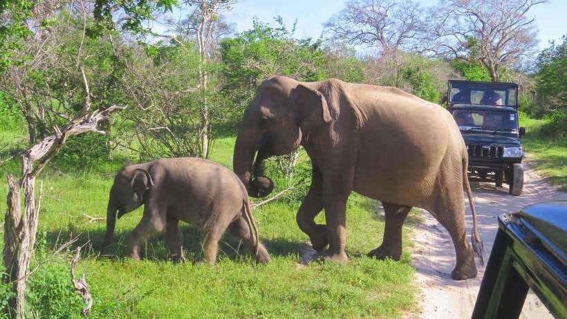 Yala National Park Safari from Weligama - Lunch near the park at 1:30 pm