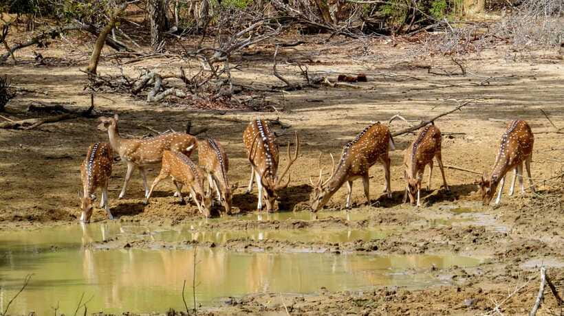 Yala National Park Safari from Weligama - Afternoon timing, comfort, and the ride home