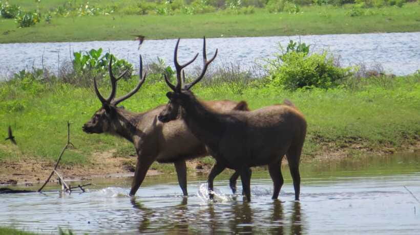 Yala National Park Safari from Weligama - Who will get the most from this safari