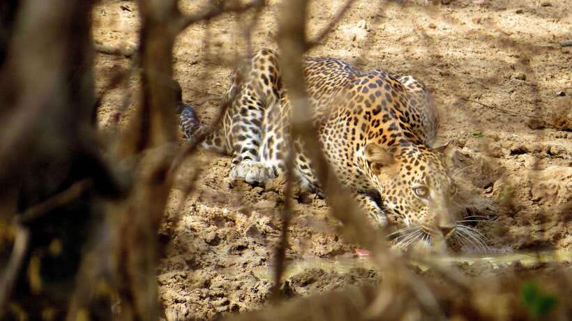 Yala National Park Safari from Weligama - Should you book the Yala safari from Weligama?