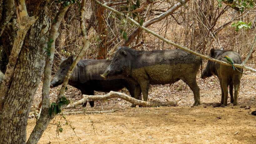 Yala National Park Safari from Weligama - Entering Yala National Park at 2:30 pm