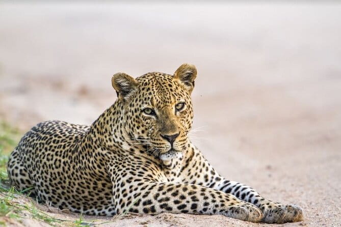Yala National Park Safari - Half day and Full day - Key points before you book