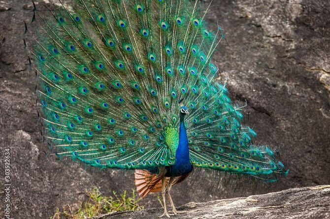 Yala National Park Safari - Half day and Full day - Why Yala is worth your morning