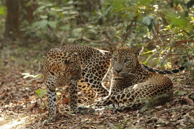 Yala National Park Safari - Half day and Full day - What the listed price includes