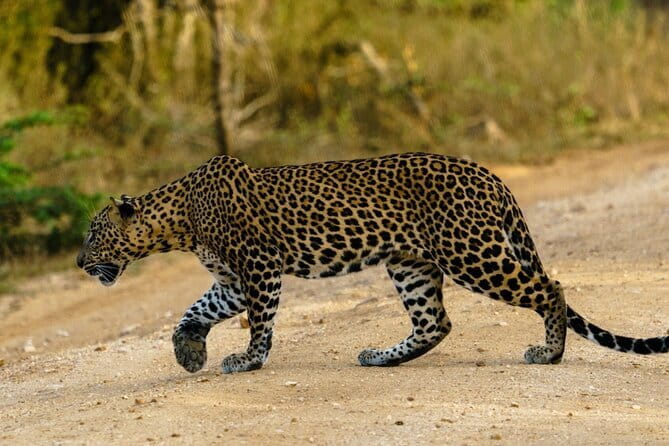 Yala National Park Safari - Half day and Full day - Tissamaharama, Kataragama, Ella, and the southern route