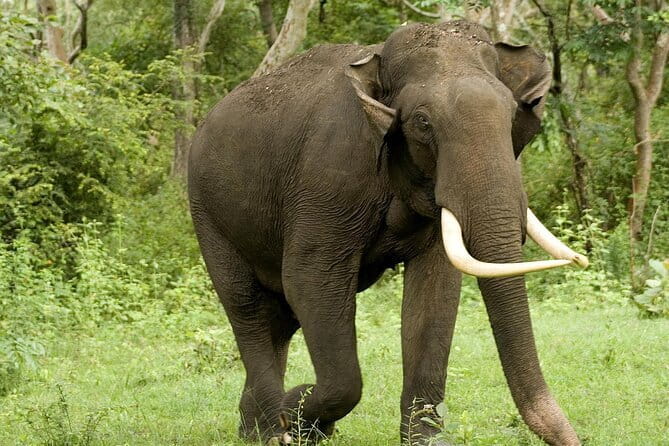 Yala National Park Safari - Half day and Full day - Inside Yala in a purpose-built 4WD jeep