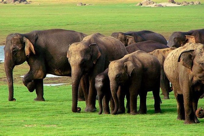 Yala National Park Safari : Special Guided Tour - A 4x4 jeep helps on rough park roads