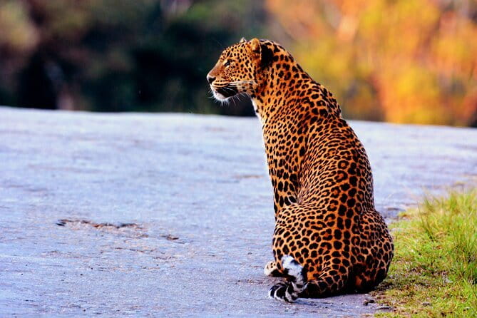 Yala National Park Safari : Special Guided Tour - What the $30 price really buys
