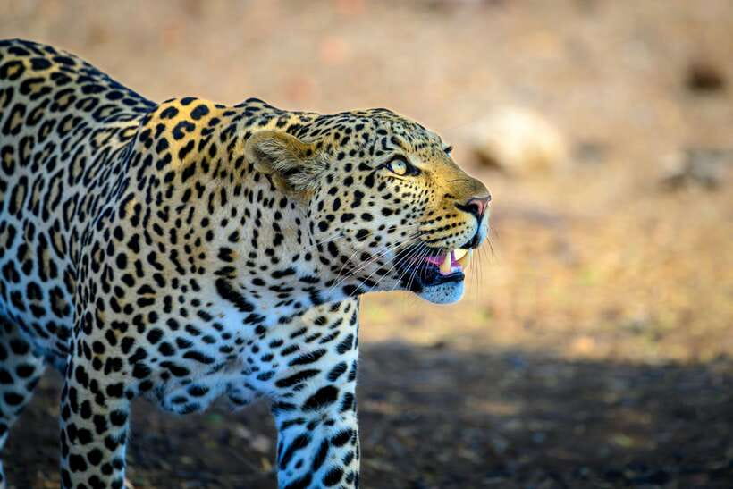 Yala National Park Safari Tour From Hambantota port - Leaving Hambantota port for Yala
