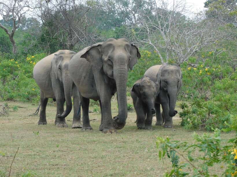 Yala National Park Safari Tour From Hambantota port - The safari jeep and what six hours feel like