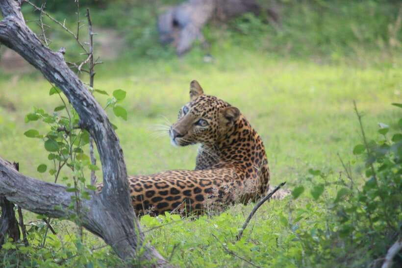Yala National Park Safari Tour From Hambantota Port - Seven hours inside and around Yala National Park