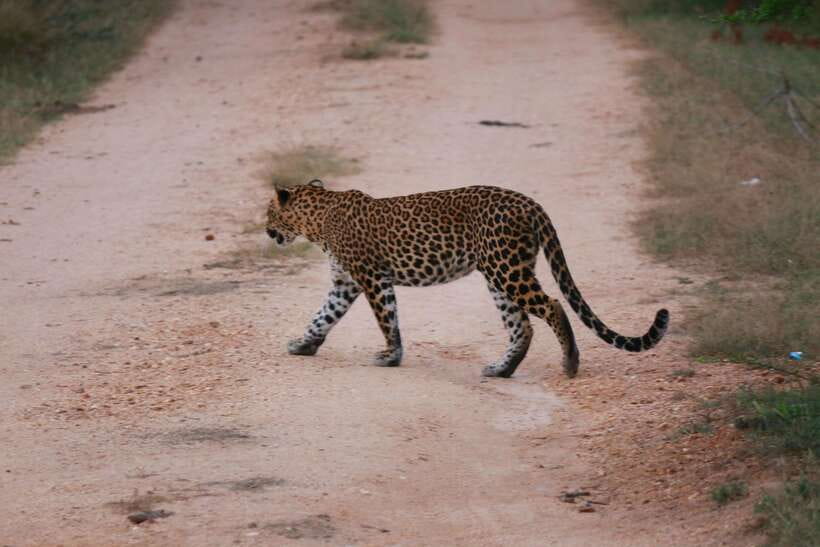 Yala National Park Safari Tour From Hambantota Port - Why the driver can make or break the day