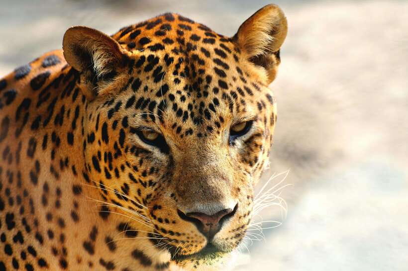 Yala National Park Safari Tour From Hambantota Port - Group size, private bookings, and comfort