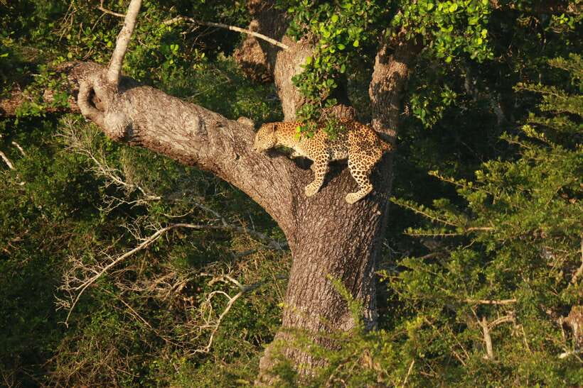 Yala National Park Safari Tour From Hambantota Port - Handling the port pickup without confusion