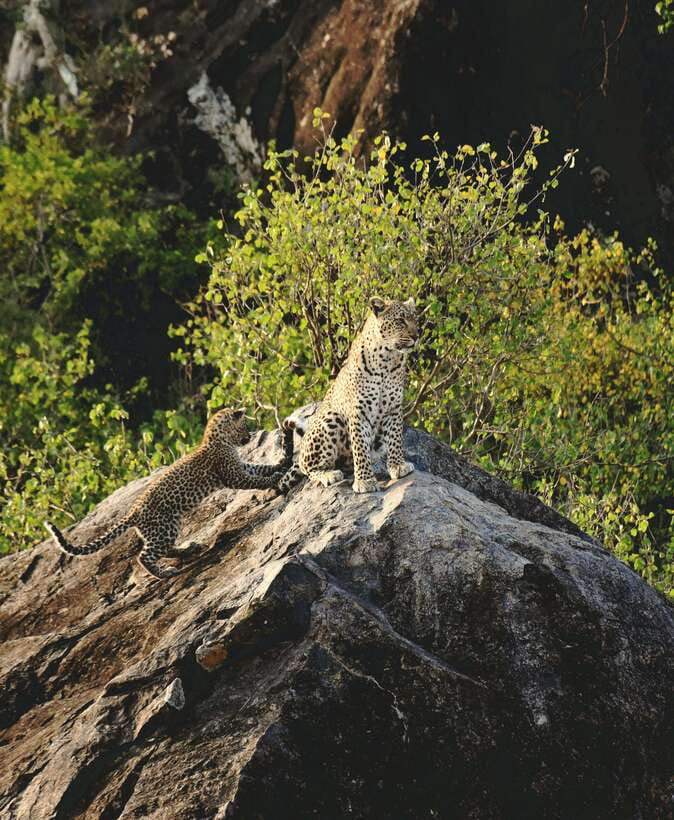 Yala National Park Safari Tour From Hambantota Port - Who will enjoy this Yala safari most?