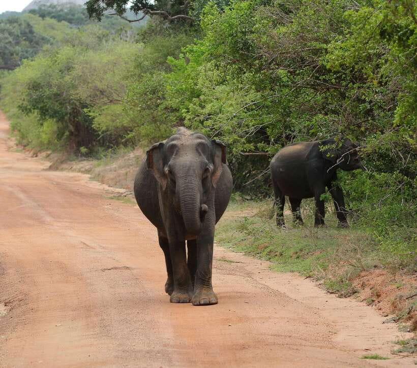 Yala National Park Safari Tour From Hambantota port - Inside Yala National Park